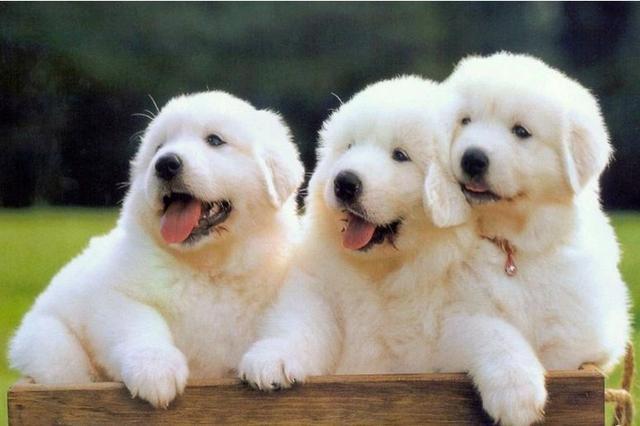 养狗多年的你，却不知道这些关于狗狗的“知识”？