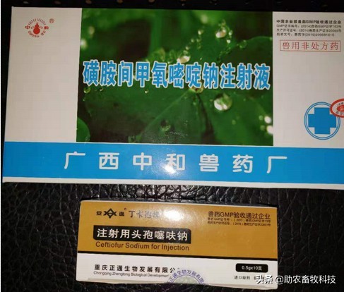 非瘟的症状及表现猪（非洲猪瘟的临床症状及快速净化技术）