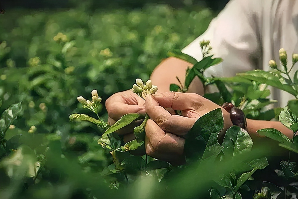 秋天，好在还有这一杯茉莉花茶