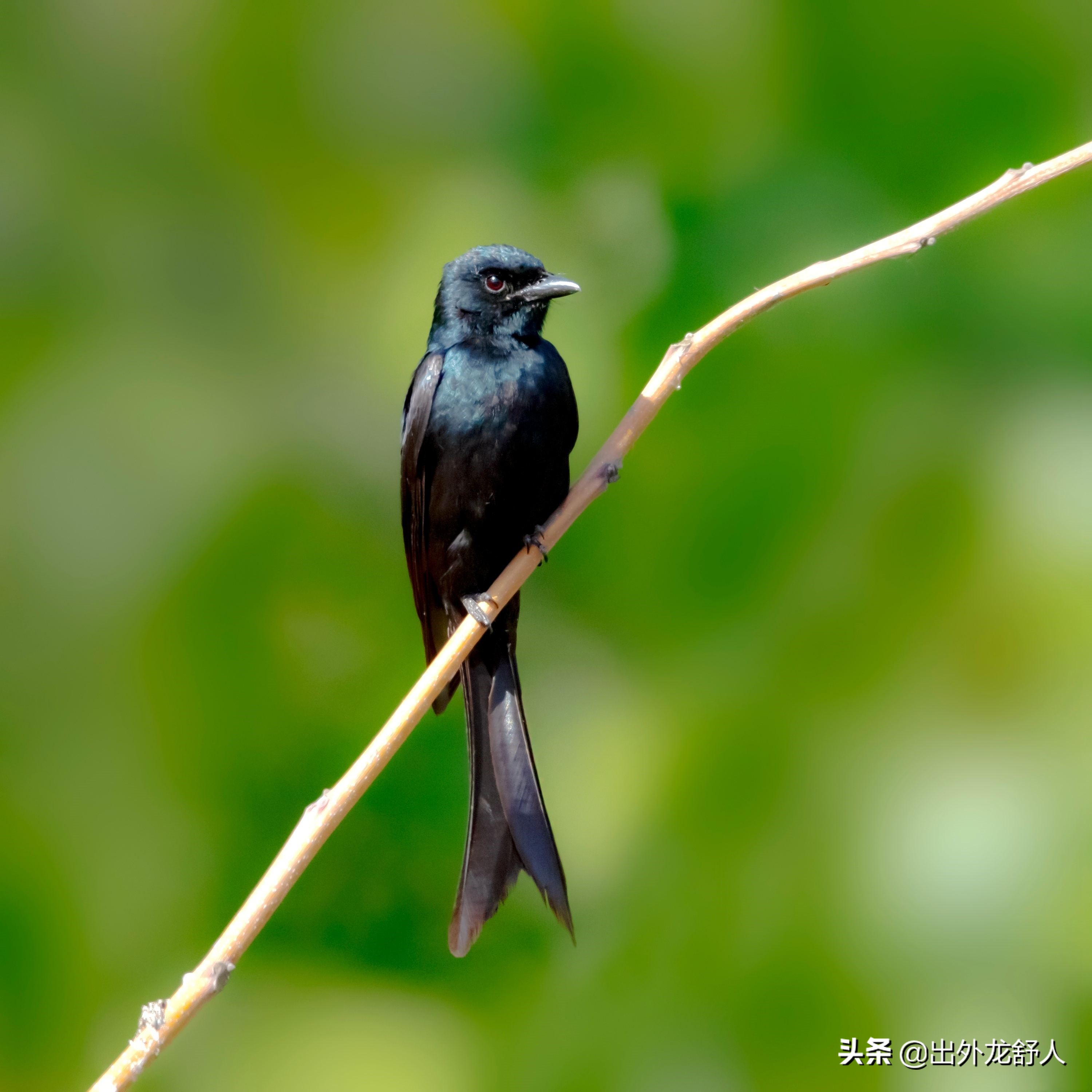 丰乐河的榨各郎:鸣禽中的"拿破仑",山海经里的"精卫鸟"?