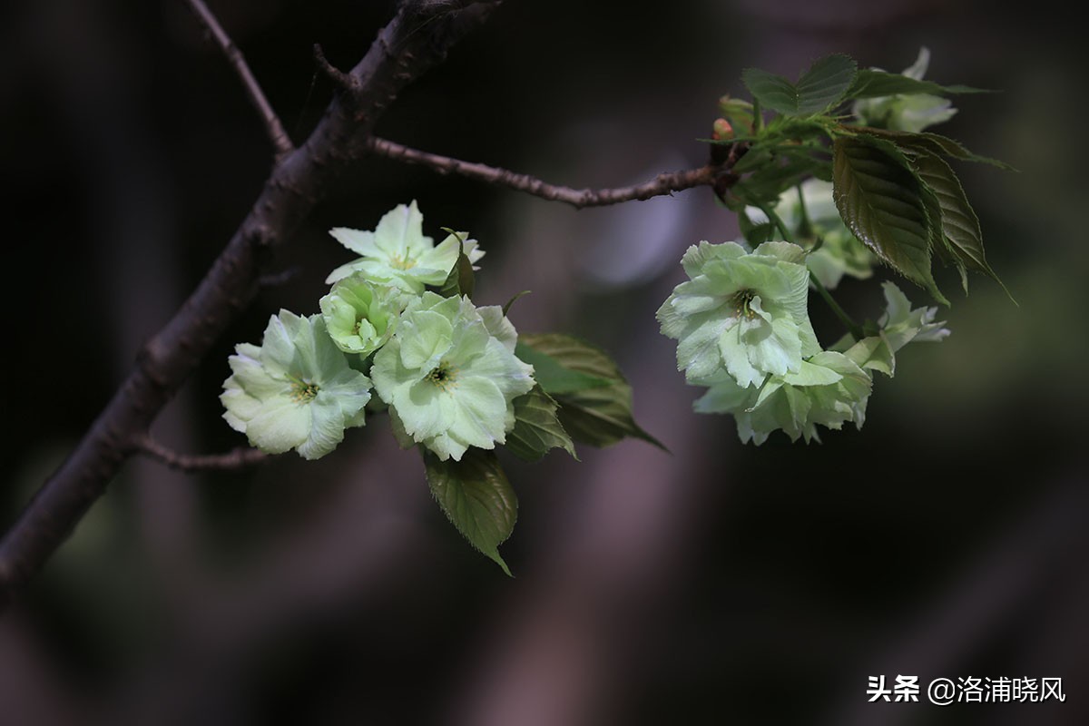 日本樱花文化（内涵揭秘日本樱花文化背后的冷知识）