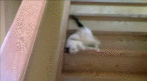 奶牛猫的性格特点（牛奶猫的六个性格特点）