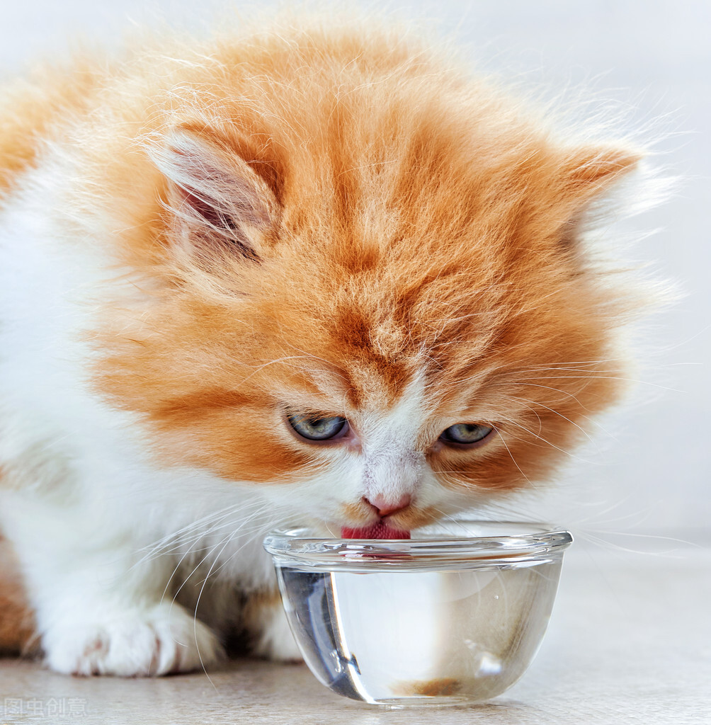 猫咪拉稀怎么办？
