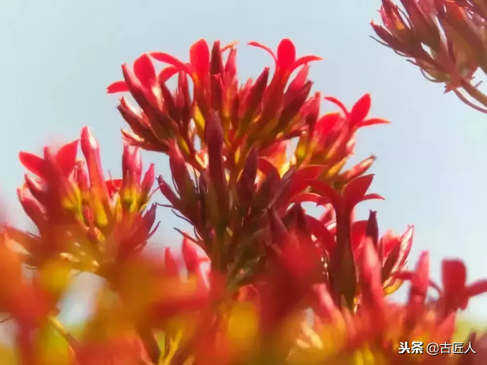 万紫千红的百花汇（百花汇中富含诗意的花）