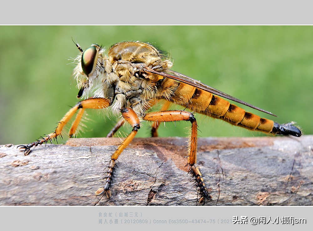 昆虫摄影:有人问我,谁是昆虫界的霸主,我首先想到的是,食虫虻