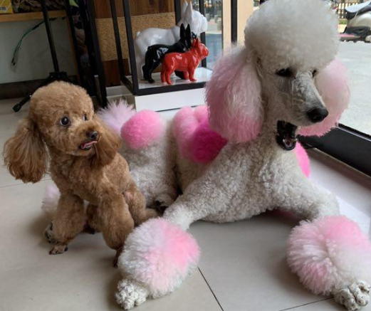 同为贵宾犬,为何泰迪那么红,却不见巨贵身影?