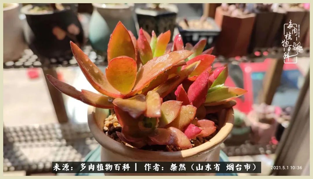 说说我的入坑肉“白牡丹”——让我欢喜让我忧