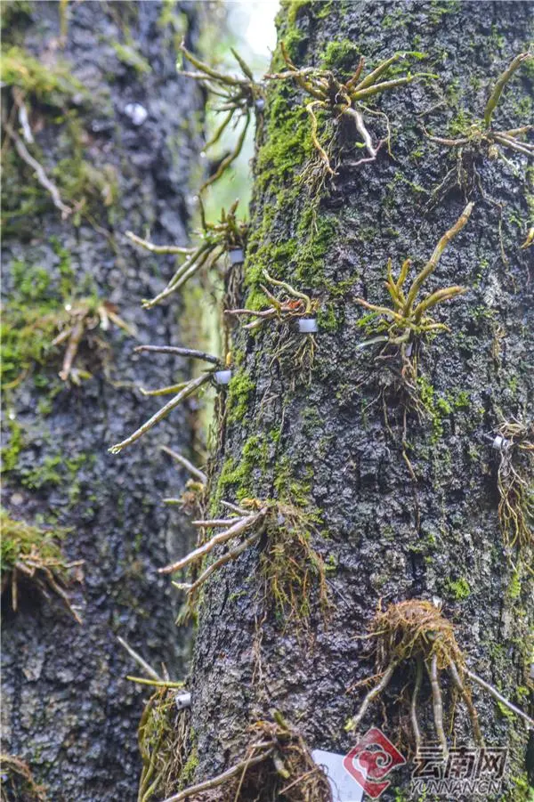 生物多样性 | 原本山川，极命草木