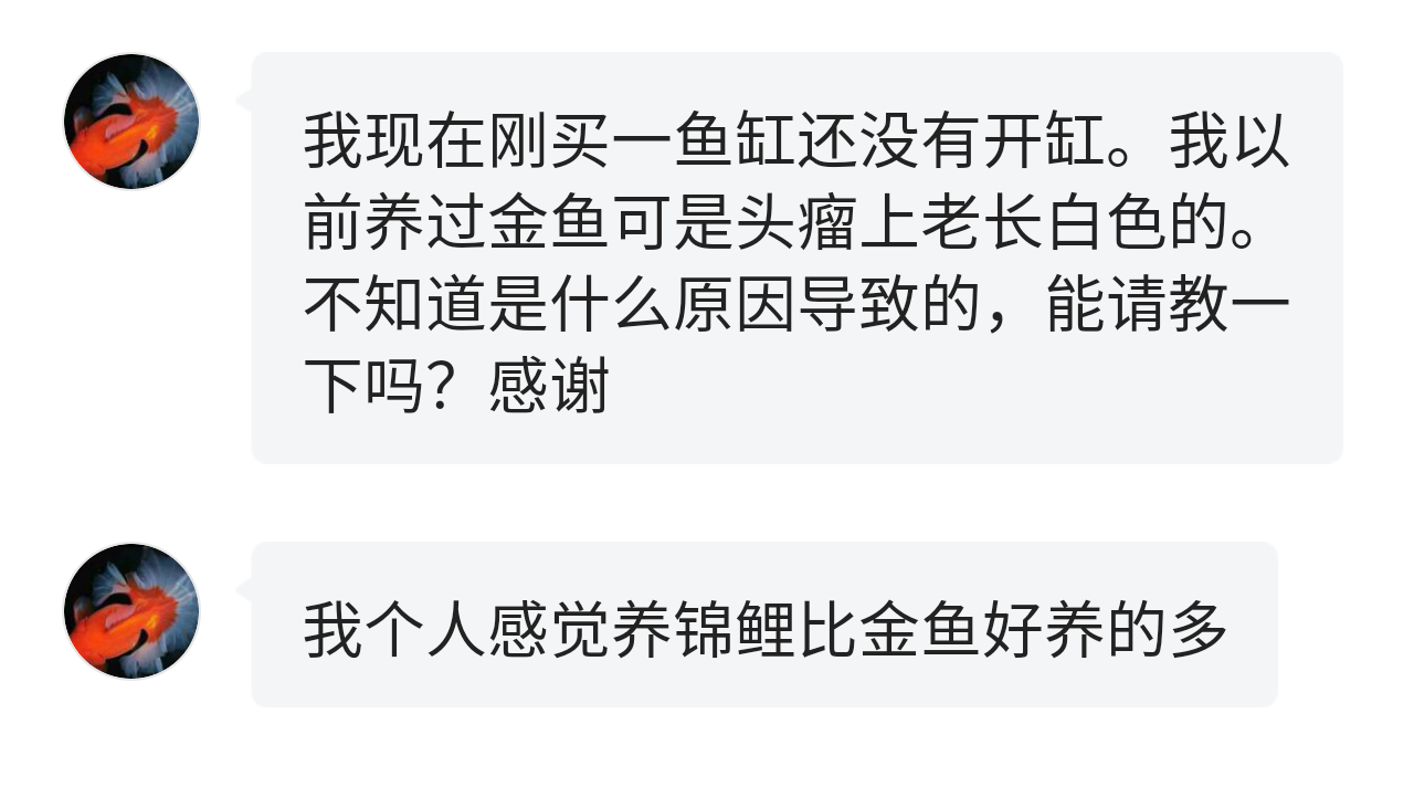 金鱼头瘤上老有白色分泌物，为啥？如何处理？资深鱼友教你小技巧