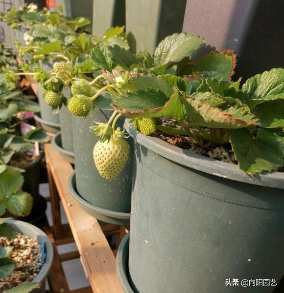 40一斤的草莓，自己也能种，种在花盆里，60天结出大果子