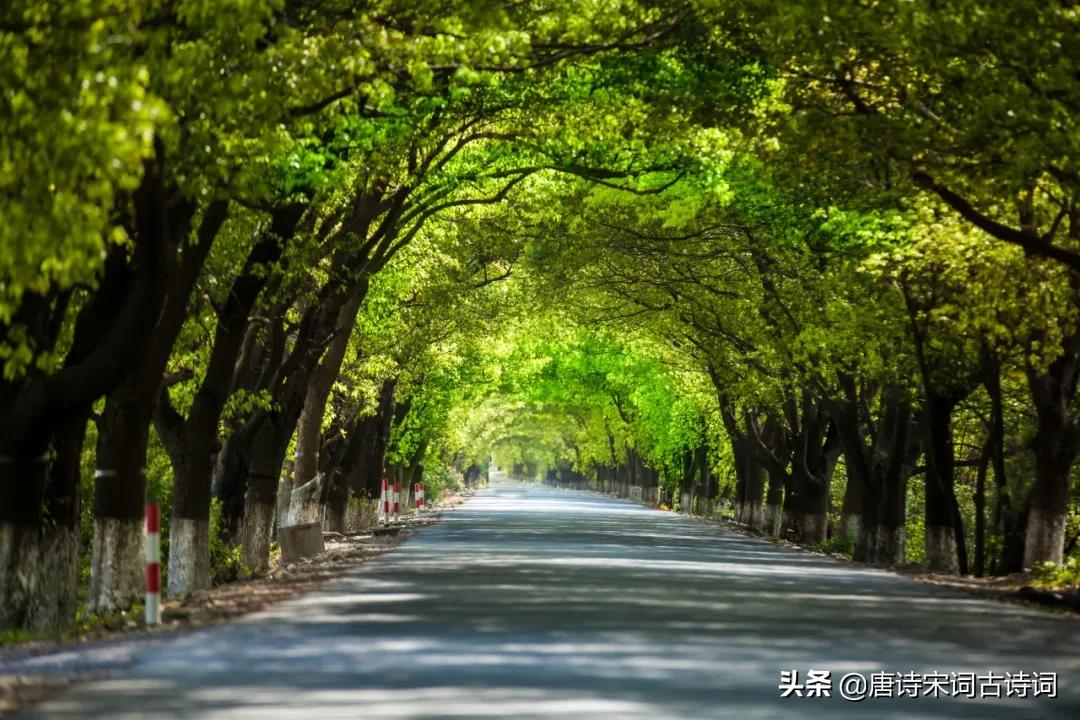 夏天，绿阴已长成