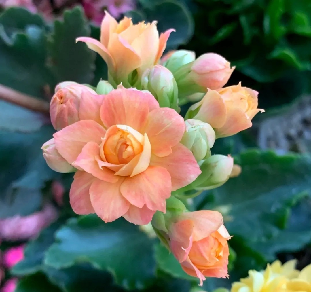 长寿花的颜色长寿花的颜色品种