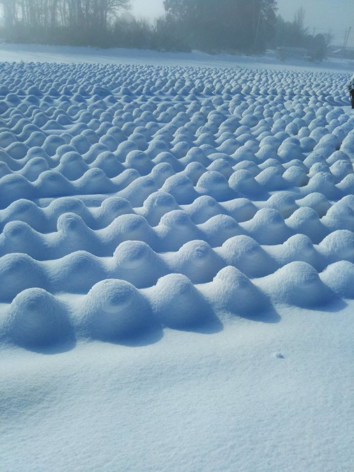 45张罕见的雪景照片：雪后的白菜地密集恐惧症慎入