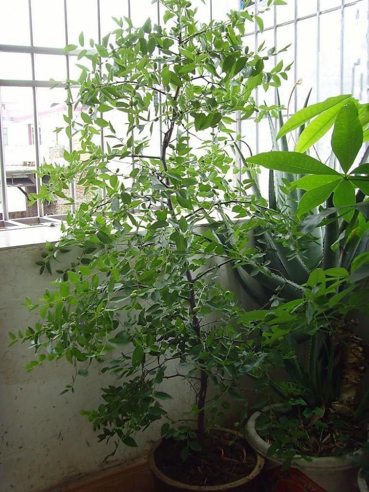 大枣的在生长的时候,其实适应性比较的强,虽说一般的土壤都可以让树苗