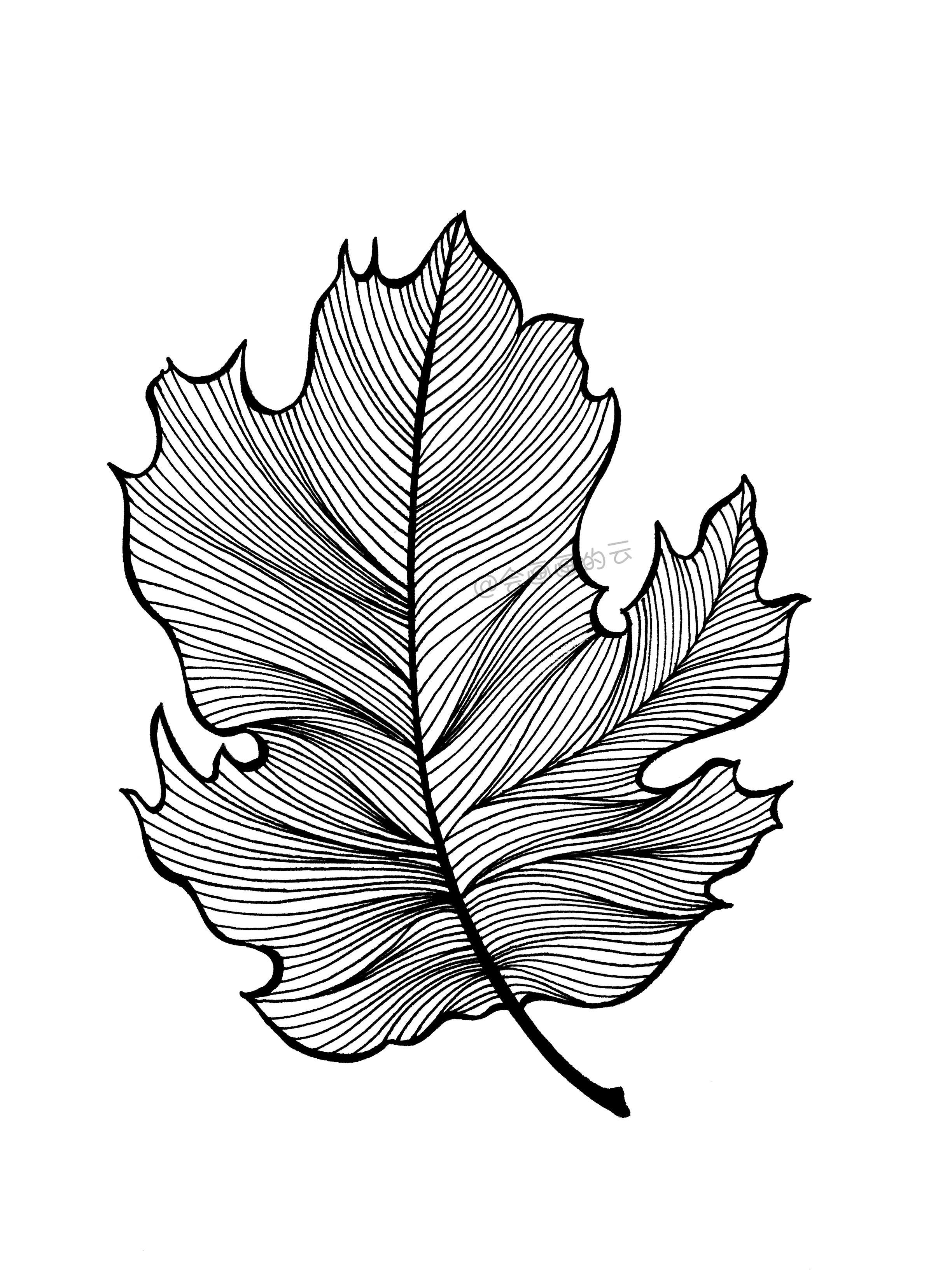 小白也能学会的简笔画叶子(学画叶子简笔画) - 趣味头条