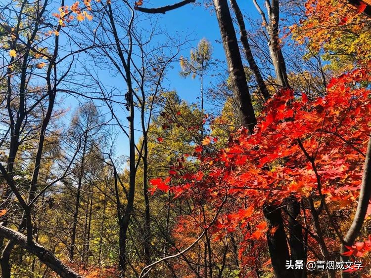 深秋，渴望“万山红遍，层林尽染”的美景（随笔）