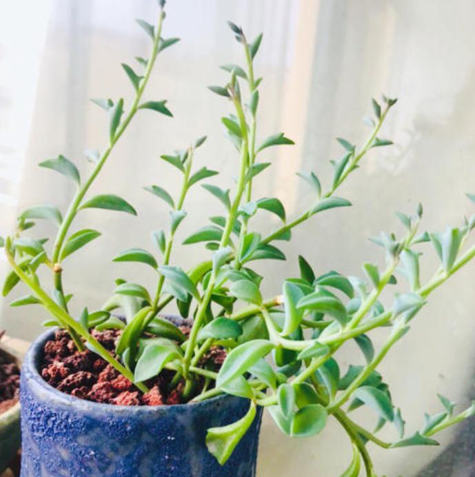 多肉界的菊科植物,叶子长得快,形状萌萌哒