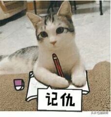 强行给猫喂药它会恨你吗(对猫家暴之后，十分后悔，该如何挽回我俩的关系啊？)