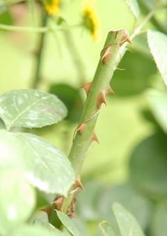 月季花与玫瑰花的区别（图文讲解二者的区别）