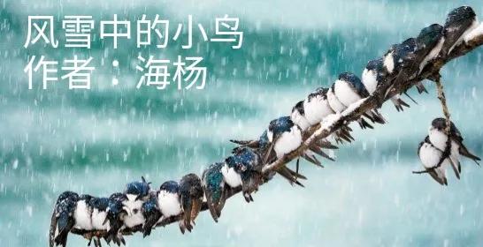 风雪中瑟瑟发抖的小鸟，羽毛沾满冰霜，却仍坚强地站在枯枝上，不屈的生命力在严寒中闪耀。