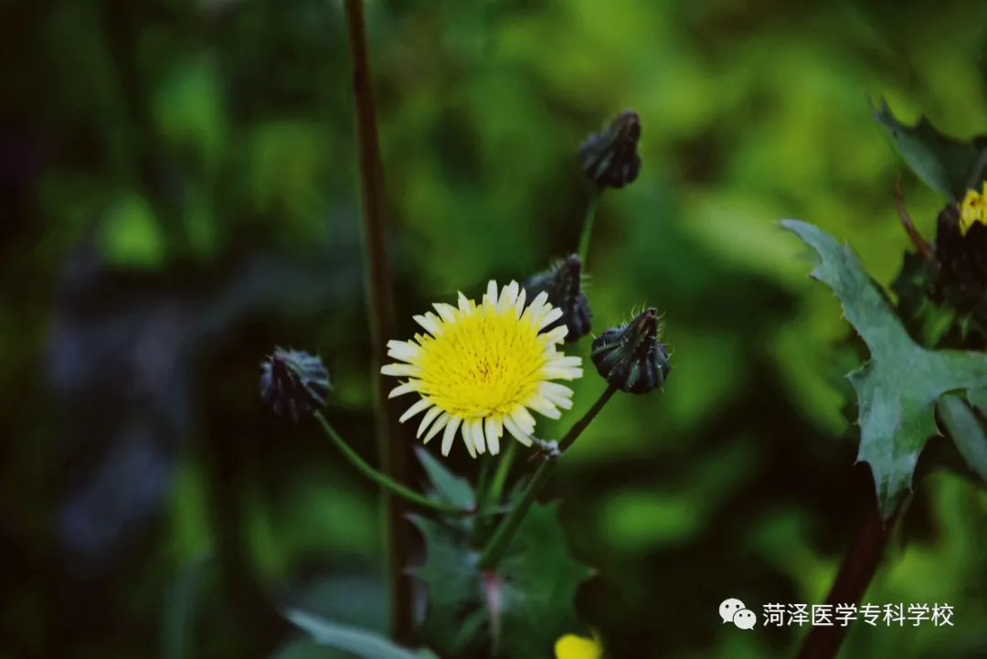 菏泽医学专科学校牡丹，又是姹紫嫣红开遍