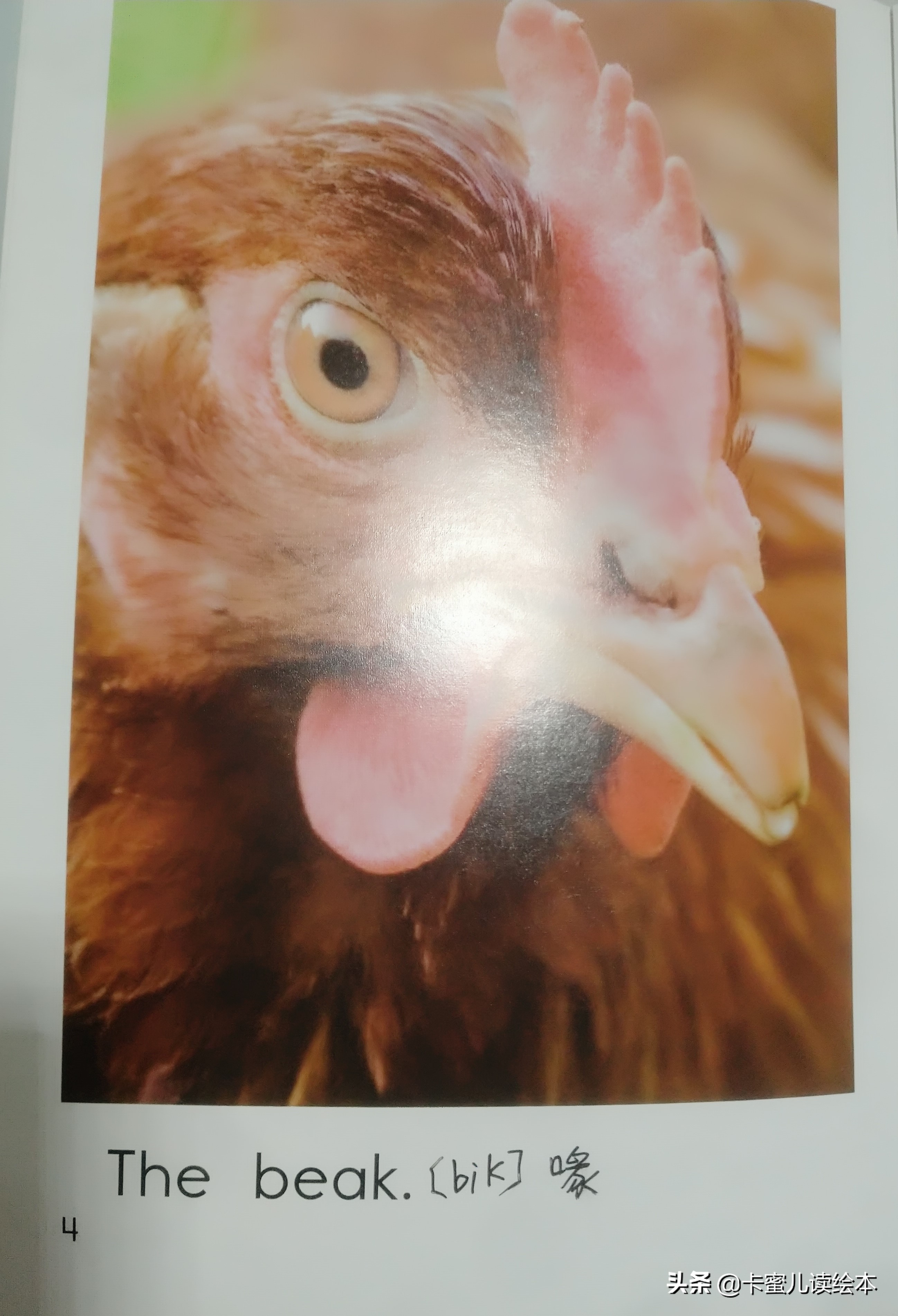 英文有声绘本故事《The Chicken》鸡