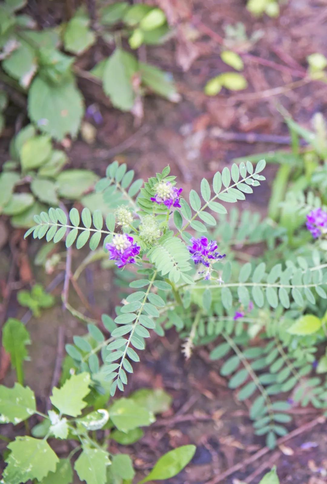 却被称为"国老"的中药,它就是调和众药的——甘草