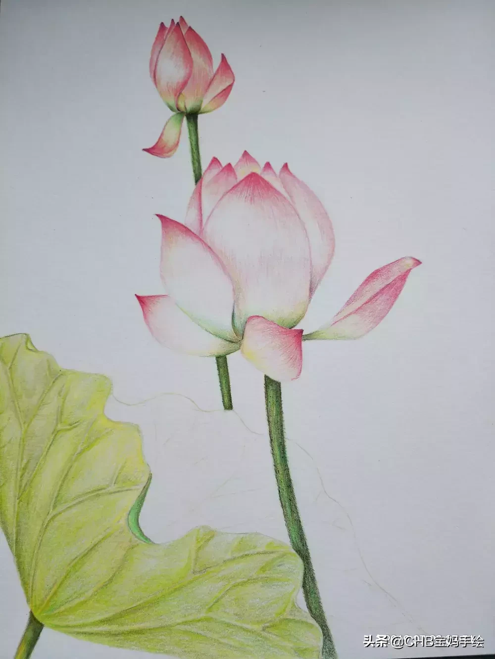 零基础学画画：彩铅荷花荷叶手绘过程分享