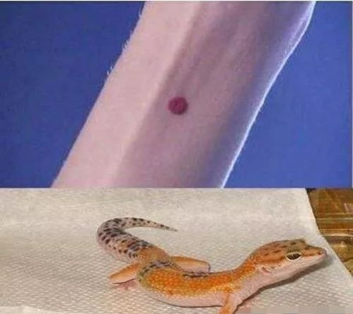 古代的守宫砂到底是怎么回事,远没有科学依据?