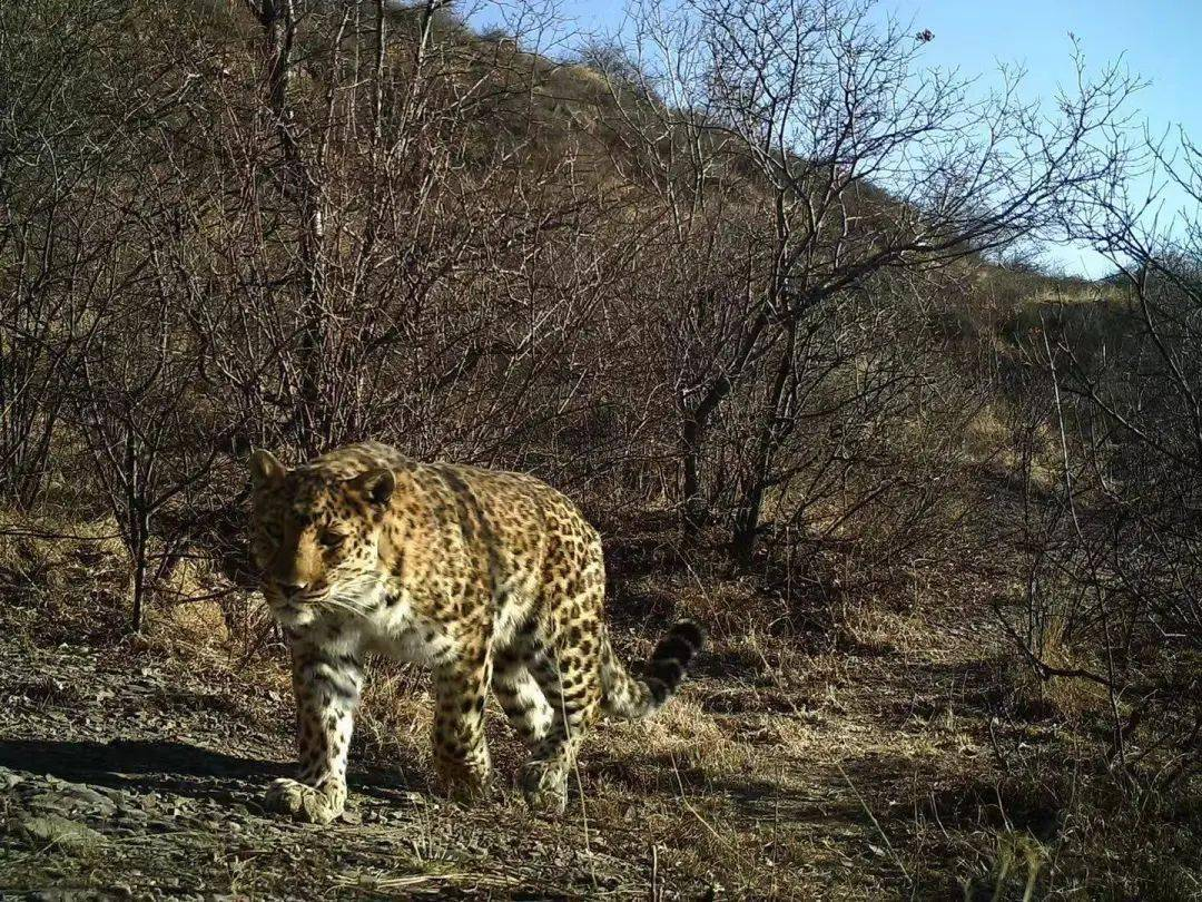 华北豹频频现身，为何仍难以控制当地野猪？豹子能打得过野猪吗？