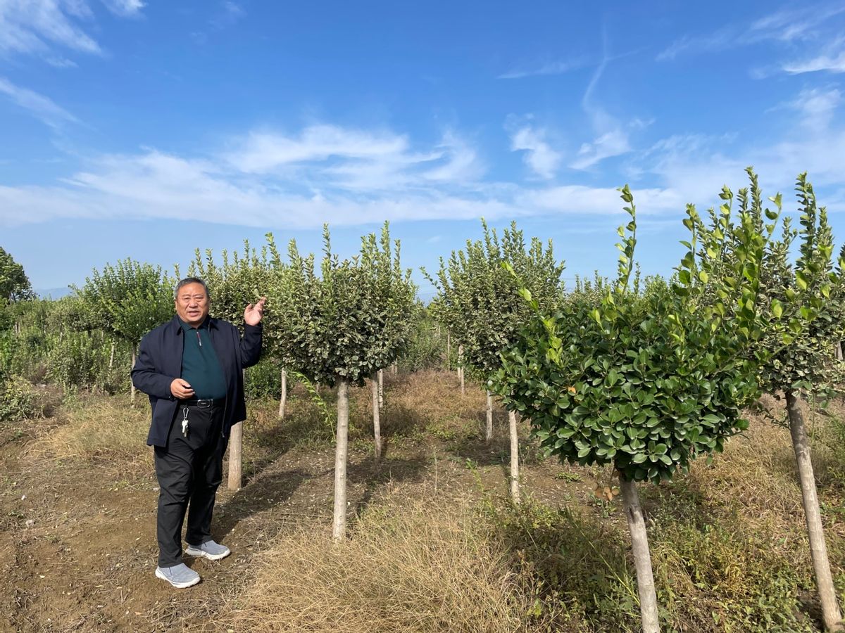 「乡村振兴」王小屯村旧貌换新颜