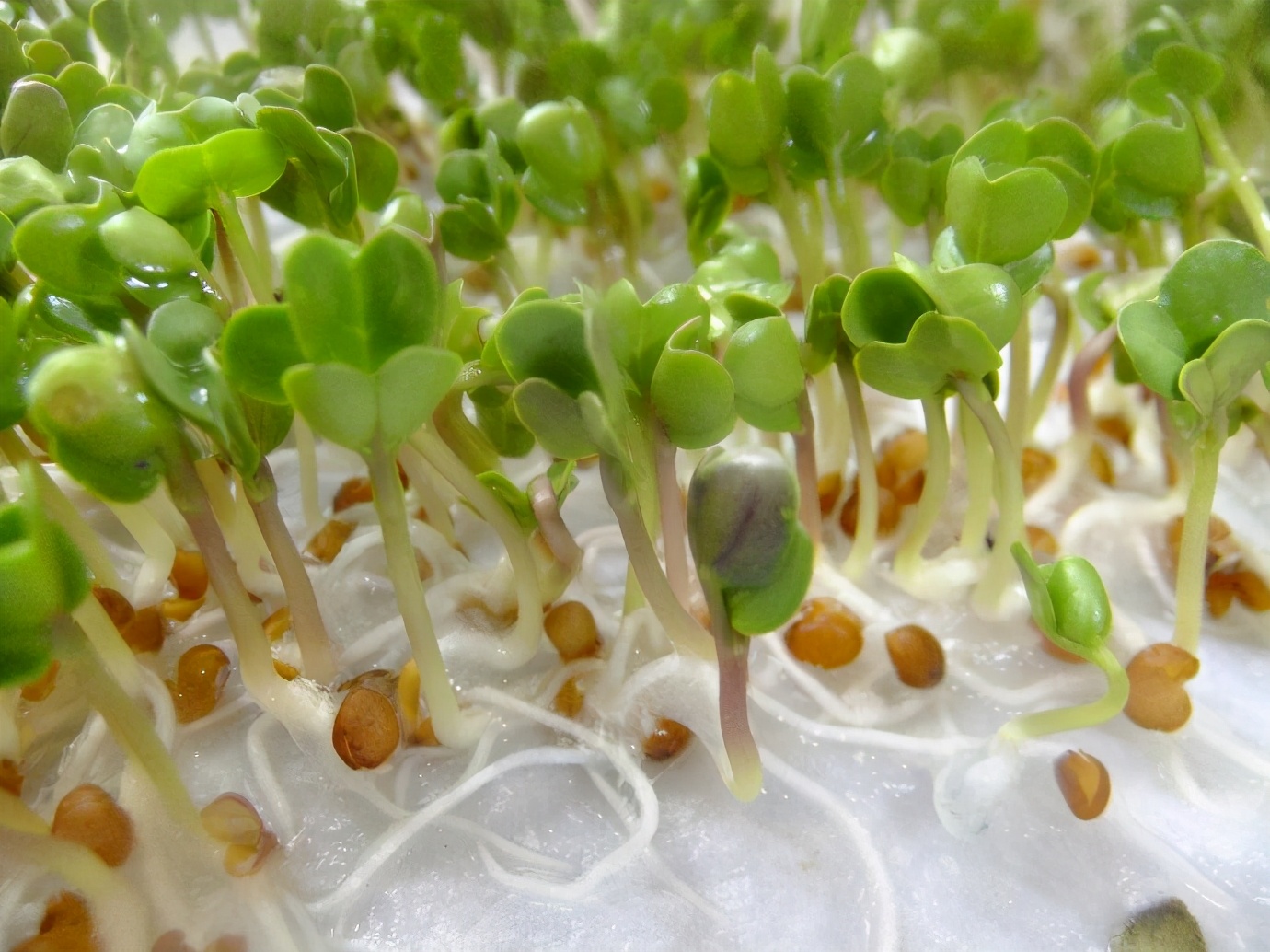 农村美女纸上种菜一天收入四千,家里闲置房屋打造微工厂,不简单