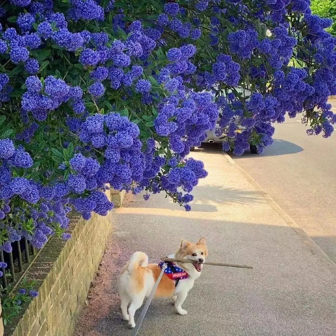 最贵的花排行榜（比较昂贵又漂亮的七种观赏花推荐）