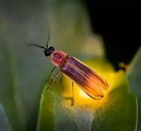 萤火虫，就是最美的夏日诗词