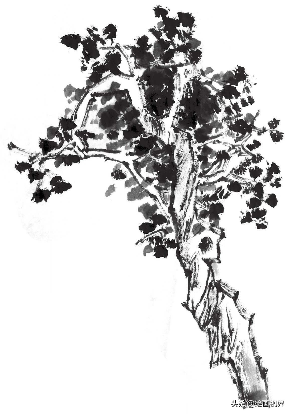 画国画树不会画？教你常见树的画法，简单易学，收藏起来临摹学习