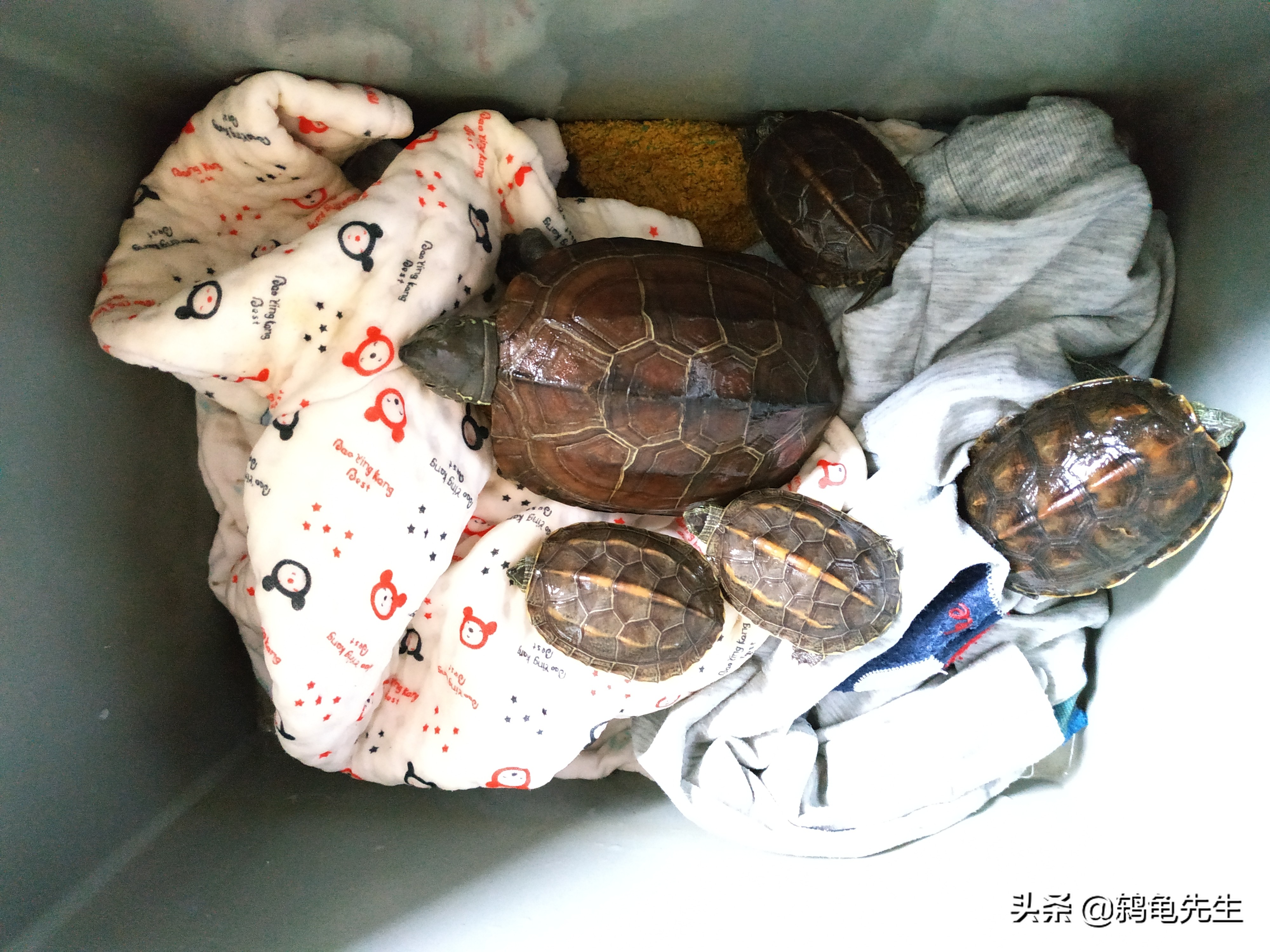 长三角地区乌龟如何冬眠好？湿毛巾冬眠法简单易行，详解操作方法
