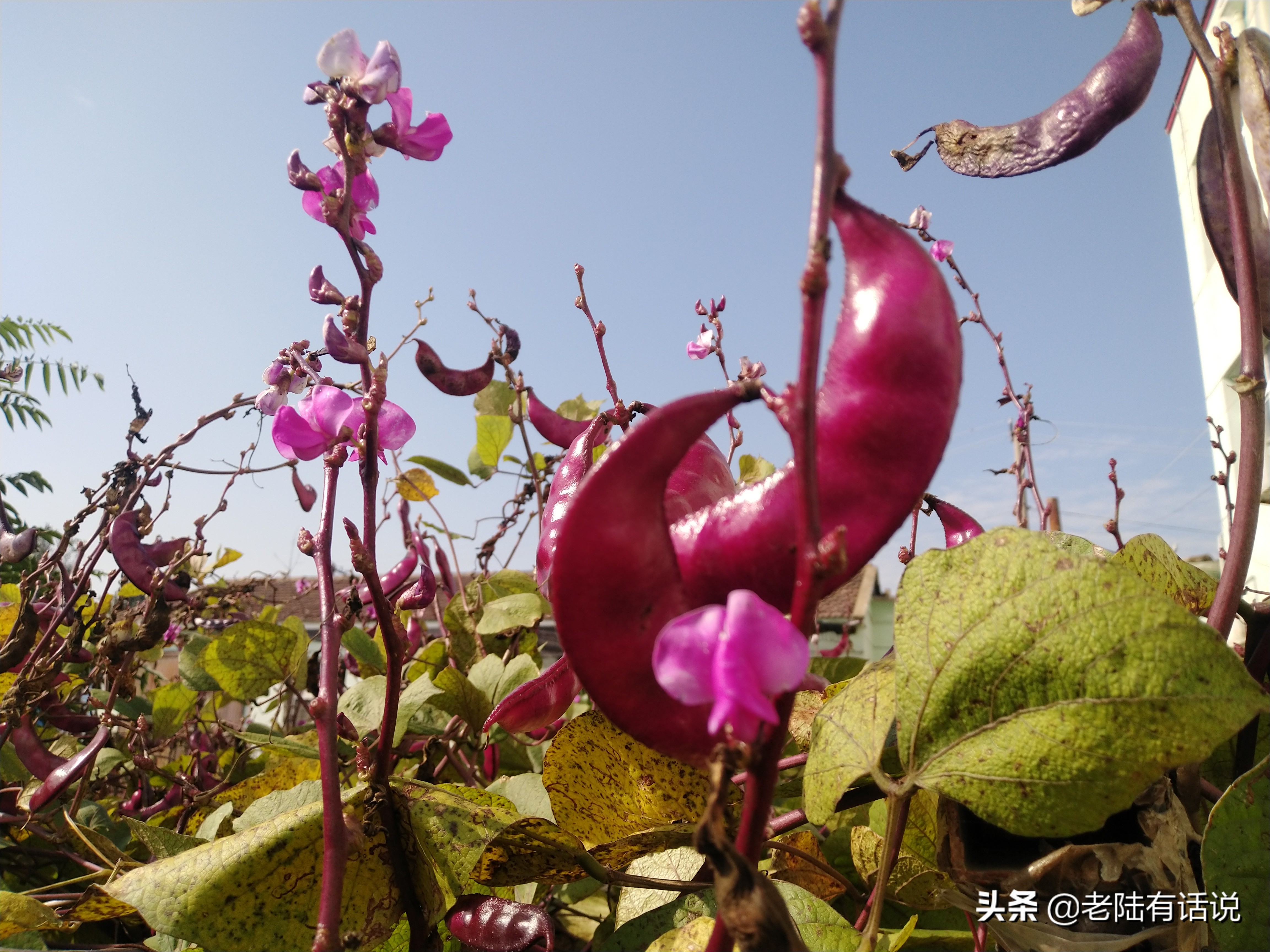 我的城市小菜园，我的田园之梦，金秋收获绿色食品