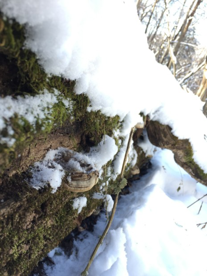 躲避野生老虎，东北兄妹卖掉20头黄牛，雪山采灵芝，收入翻六十倍