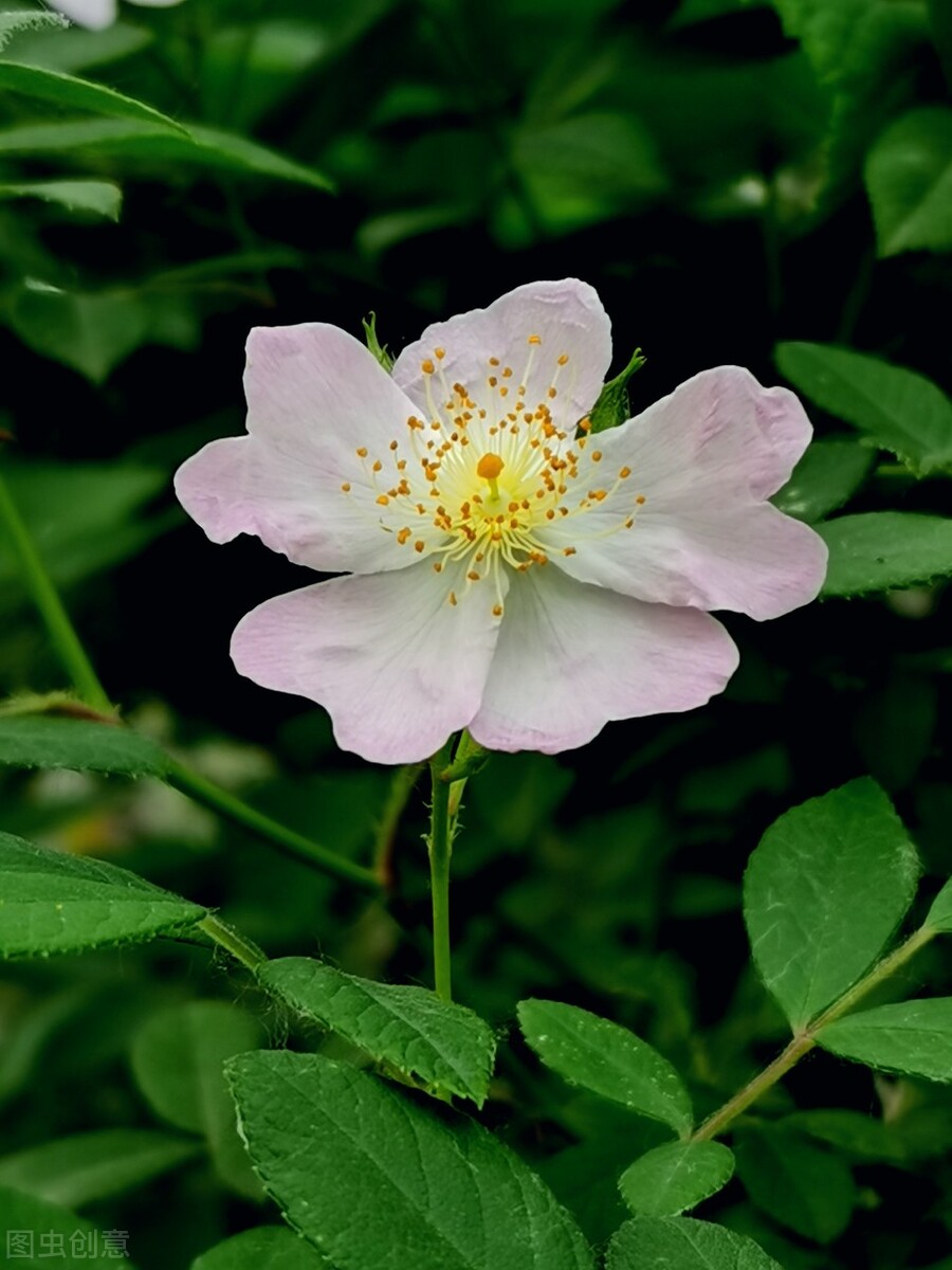 立夏：闲煮青梅，风暖初心，愿你生如夏花，时光不改，明媚如初