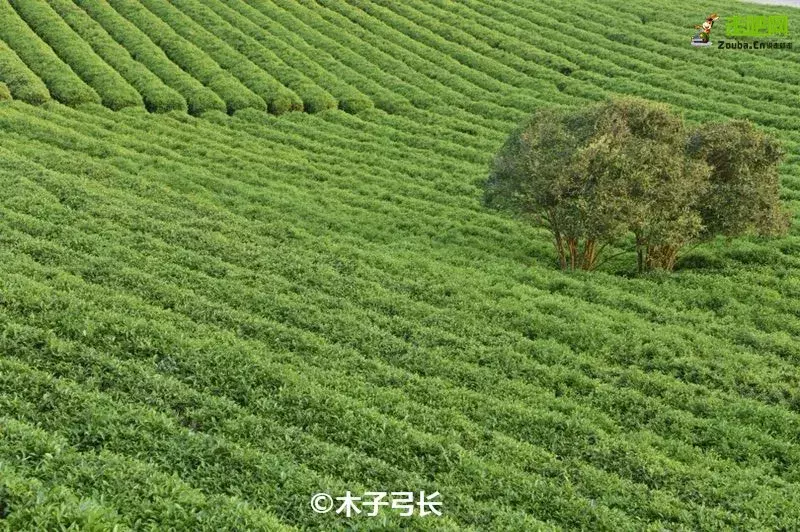 冬季避寒胜地——世界客都，长寿梅州！