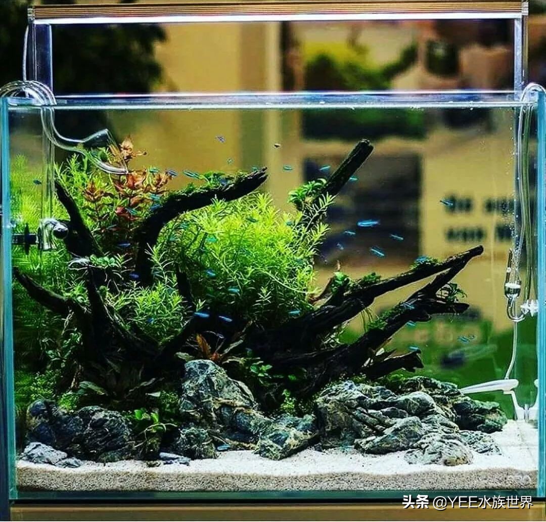 水草叶发黄枯萎不早治 鱼缸观赏性就是这么没的 天天看点