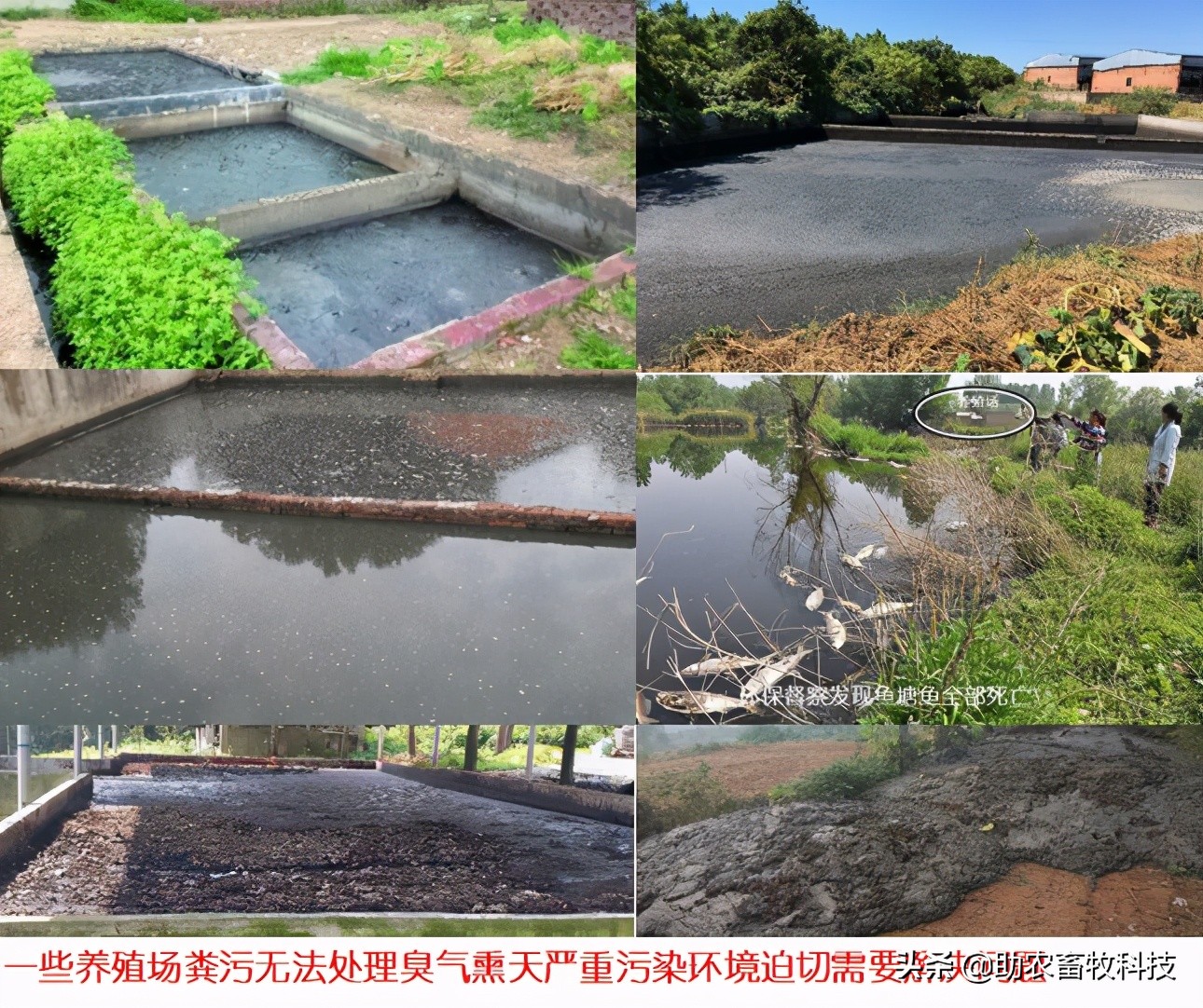 养殖场臭味大被投诉、栏舍内氨气重动物疾病频发，活菌能快速解决