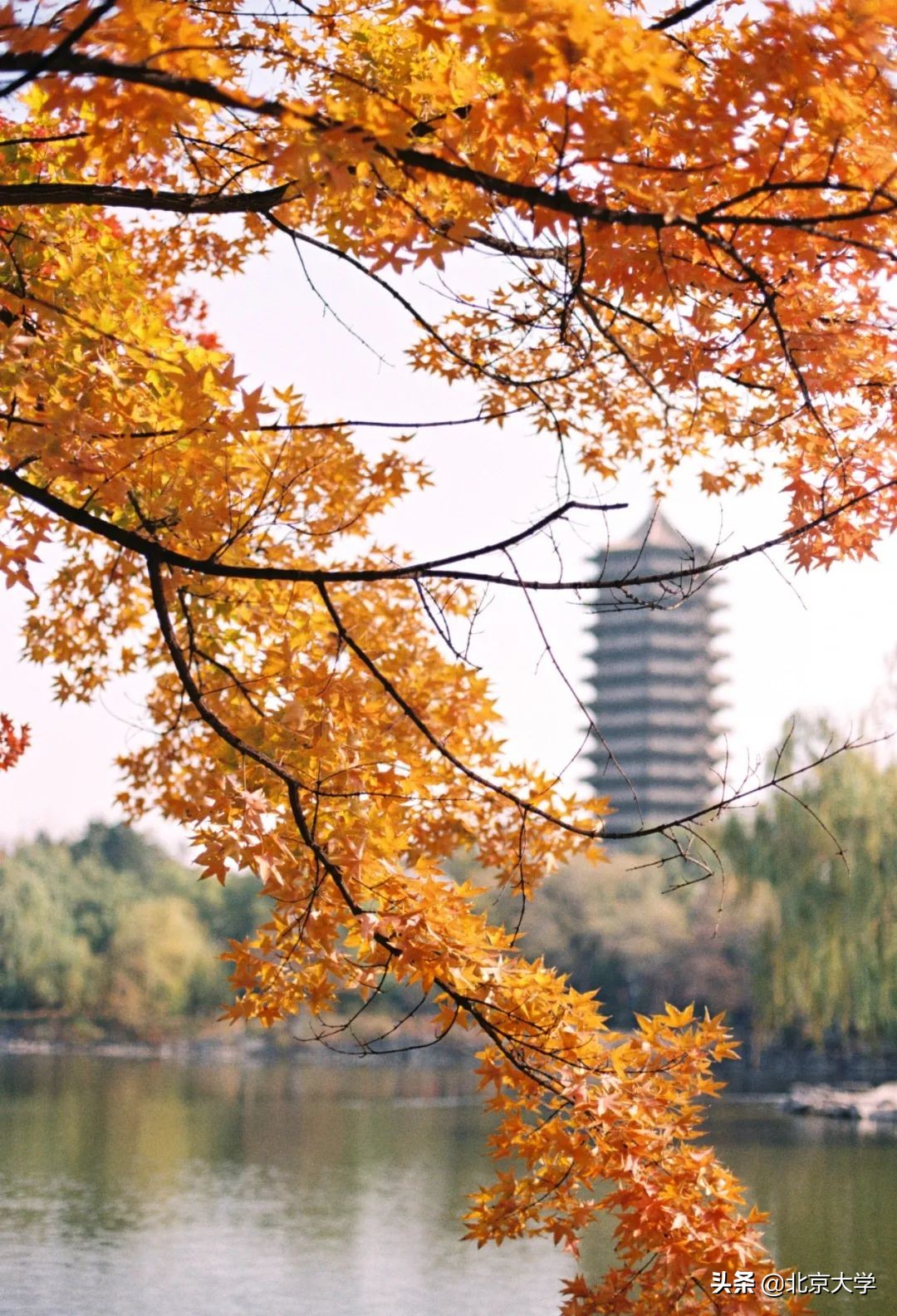 独家限定！北大赏秋地图来了