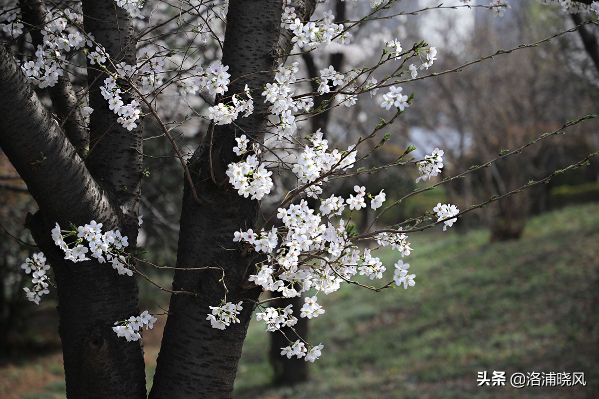 日本樱花文化（内涵揭秘日本樱花文化背后的冷知识）