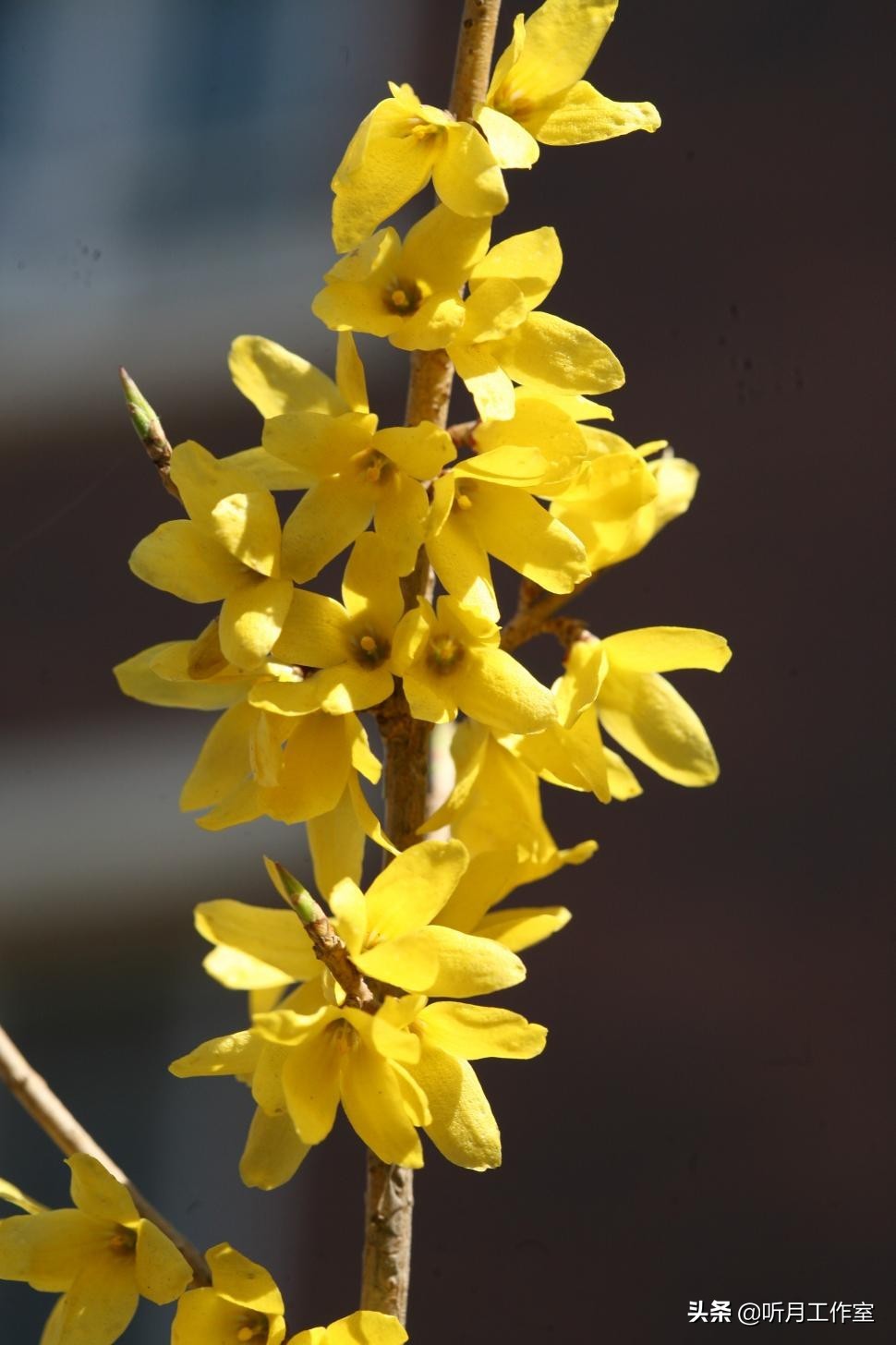 连翘花舞春幽美，淡淡花香惹人醉