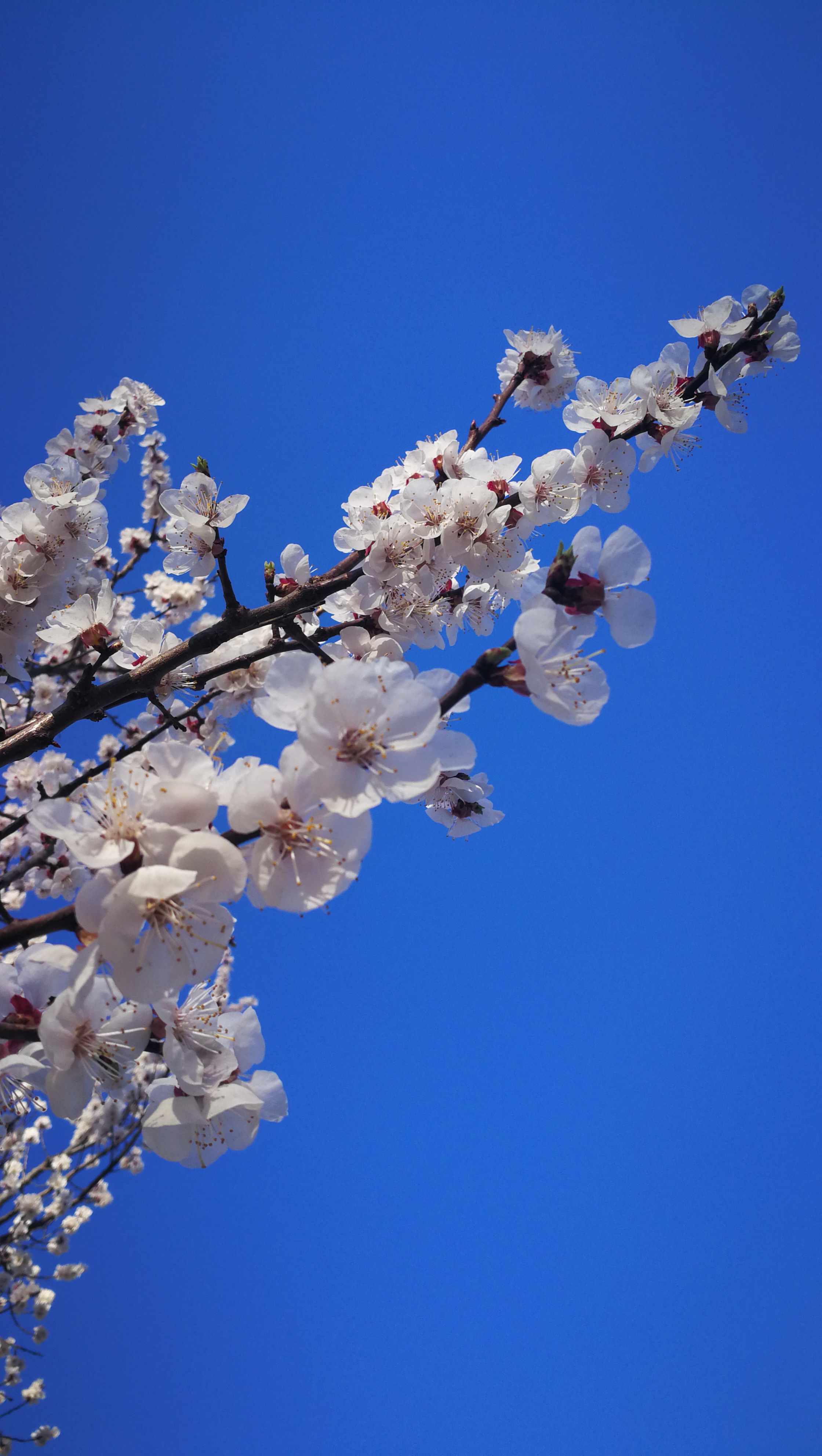 春意浓浓暖人心,嫩花朵朵似笑靥