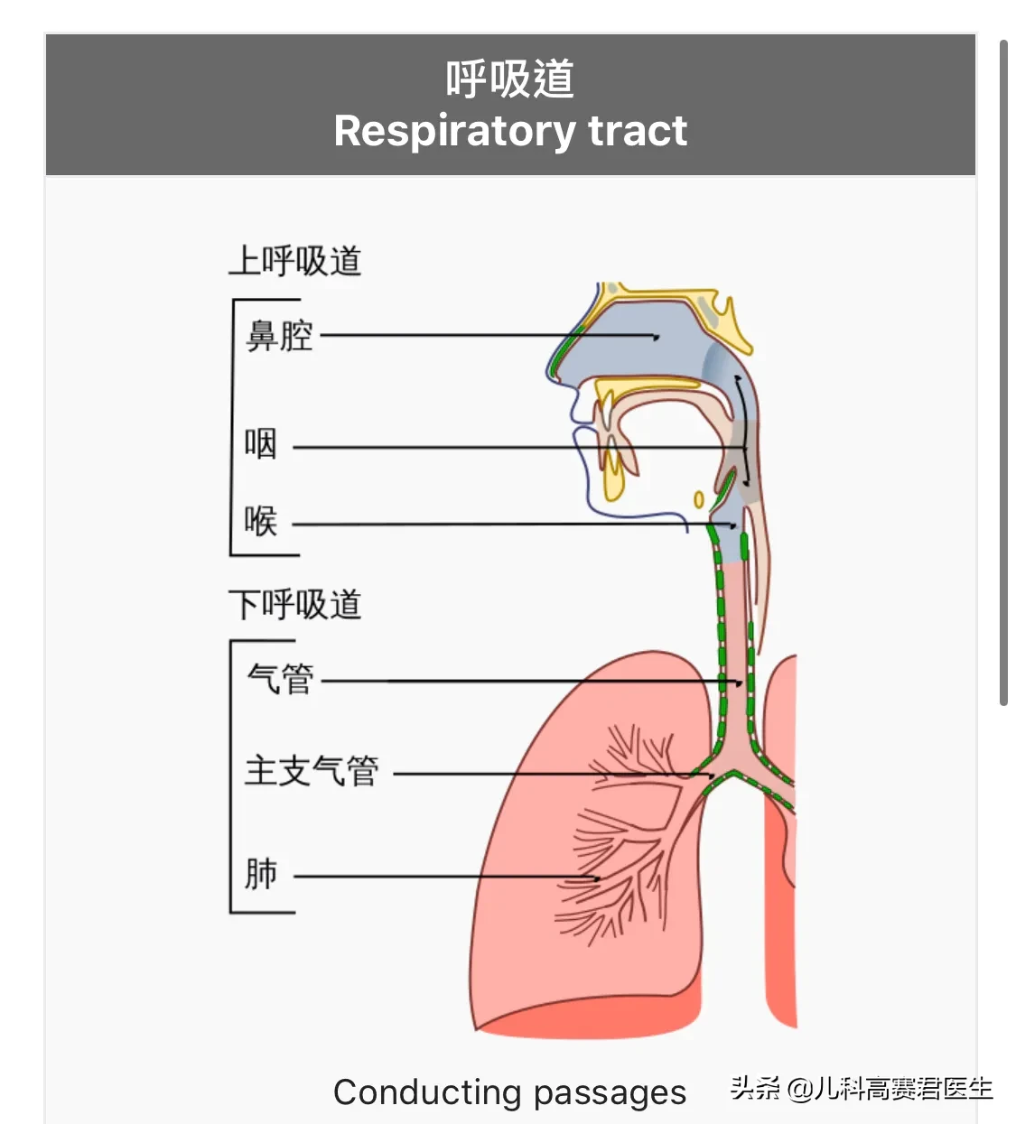 宝宝咳嗽怎么办？儿科医生告诉你