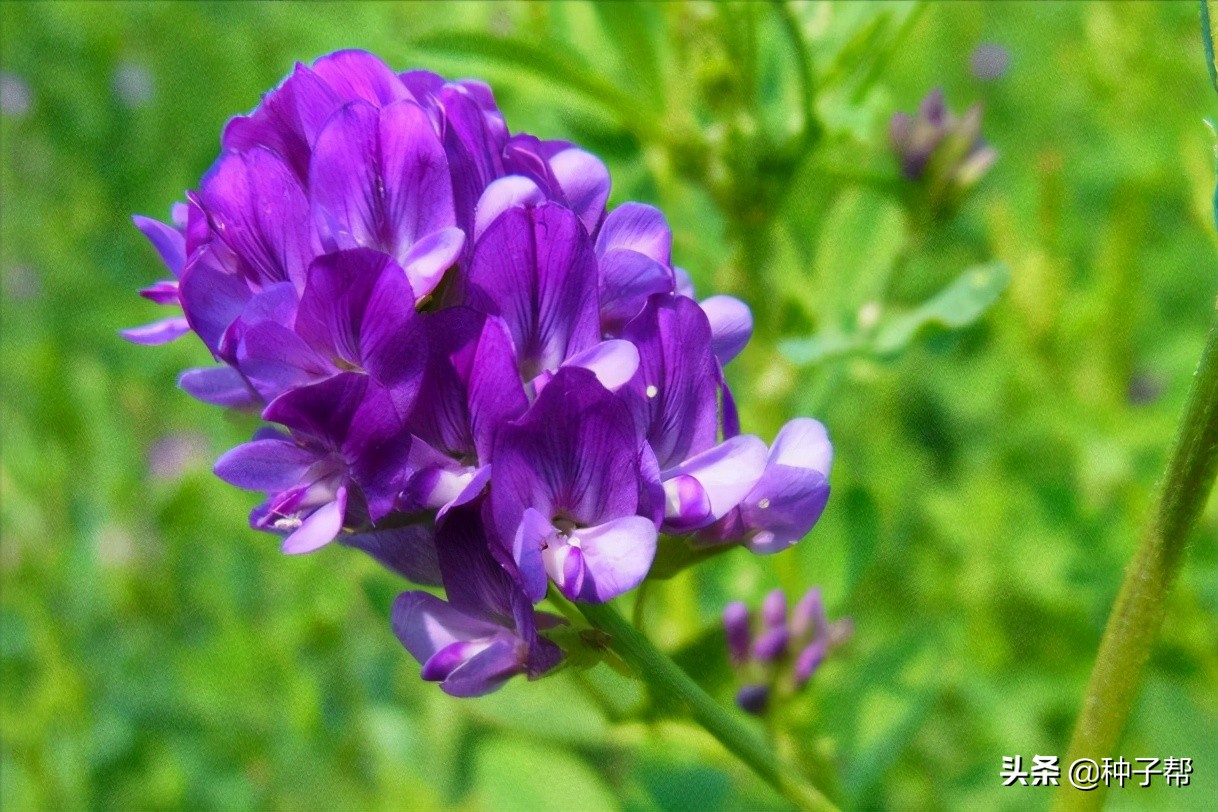 紫花苜蓿草,紫花苜蓿草的种植