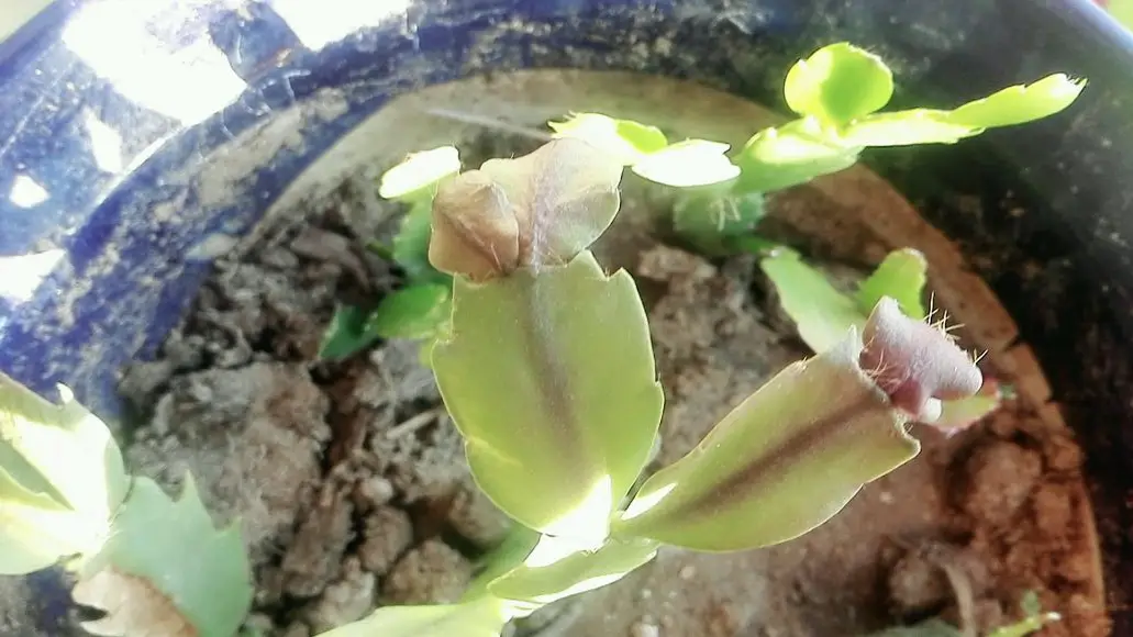 蟹爪兰的养殖方法和注意事项（蟹爪兰用什么肥料最好）