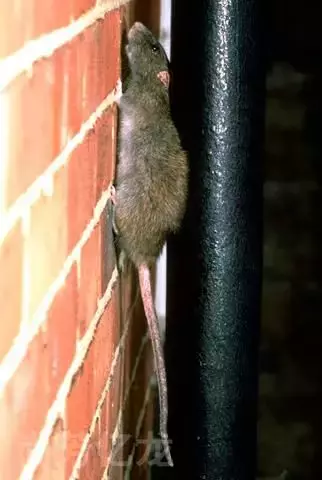 西安一学生因老鼠肆虐致死，老鼠引起的出血热不容小视！